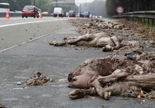 des carcasses en putréfaction sur l'A13